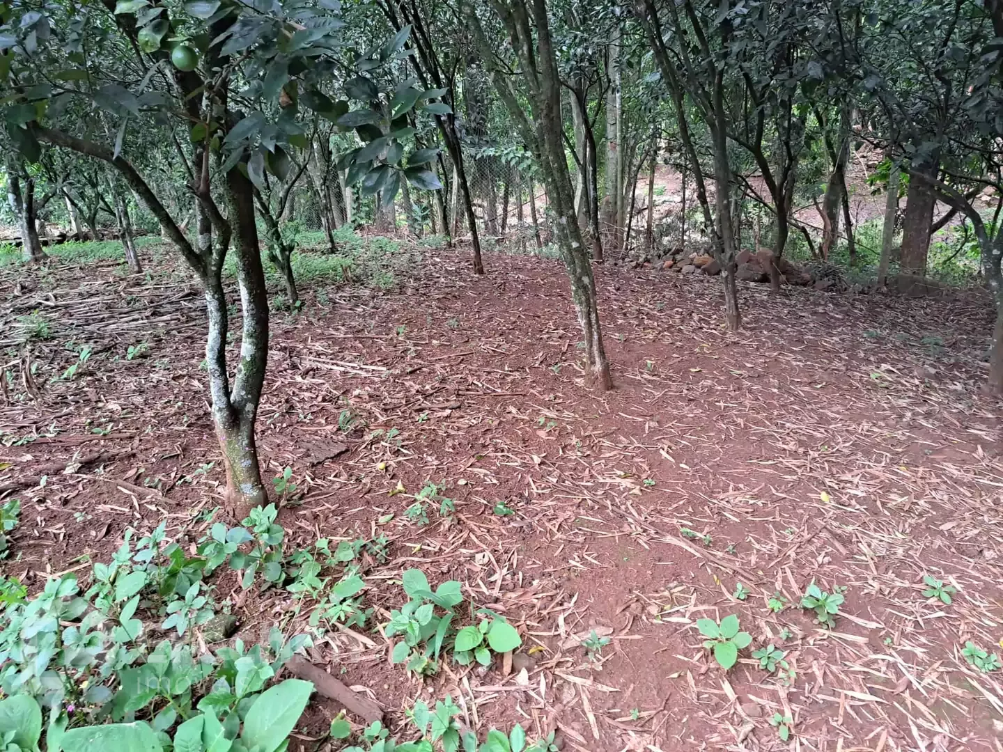 Imóvel 4301