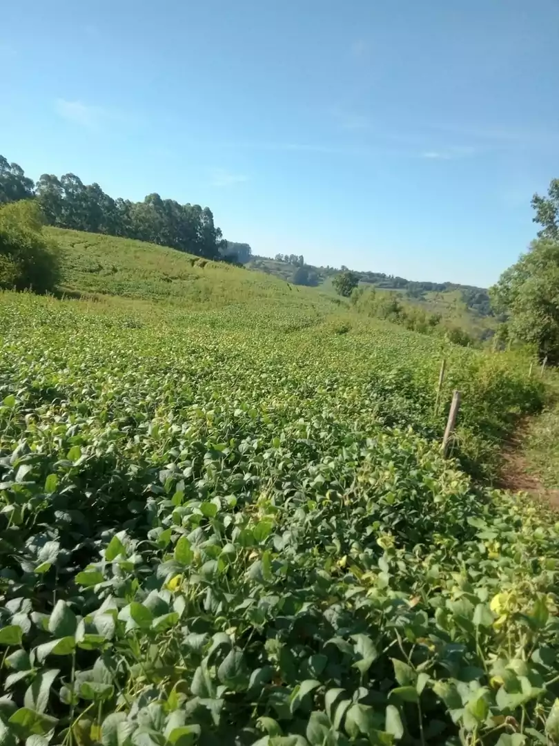 Imóvel 4361