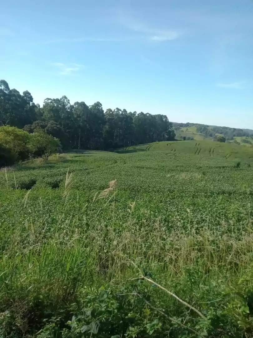 Imóvel 4361